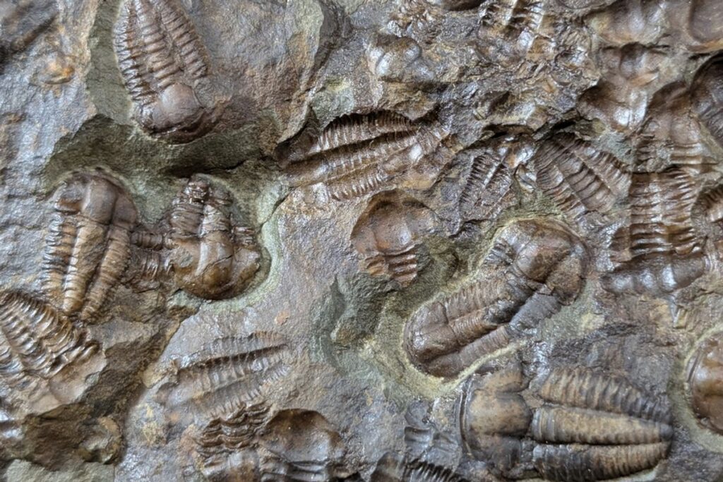 Animals of the Cambrian Period Experienced a Great Evolutionary Surge, Shaping Life Today